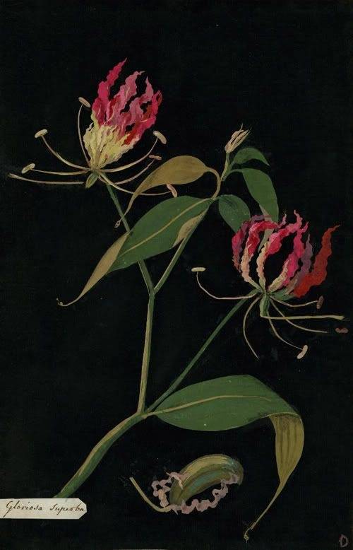 Aesthetic Sharer ZHR tweet media