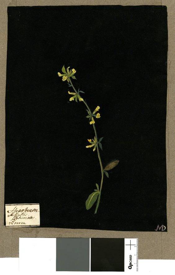 Aesthetic Sharer ZHR tweet media