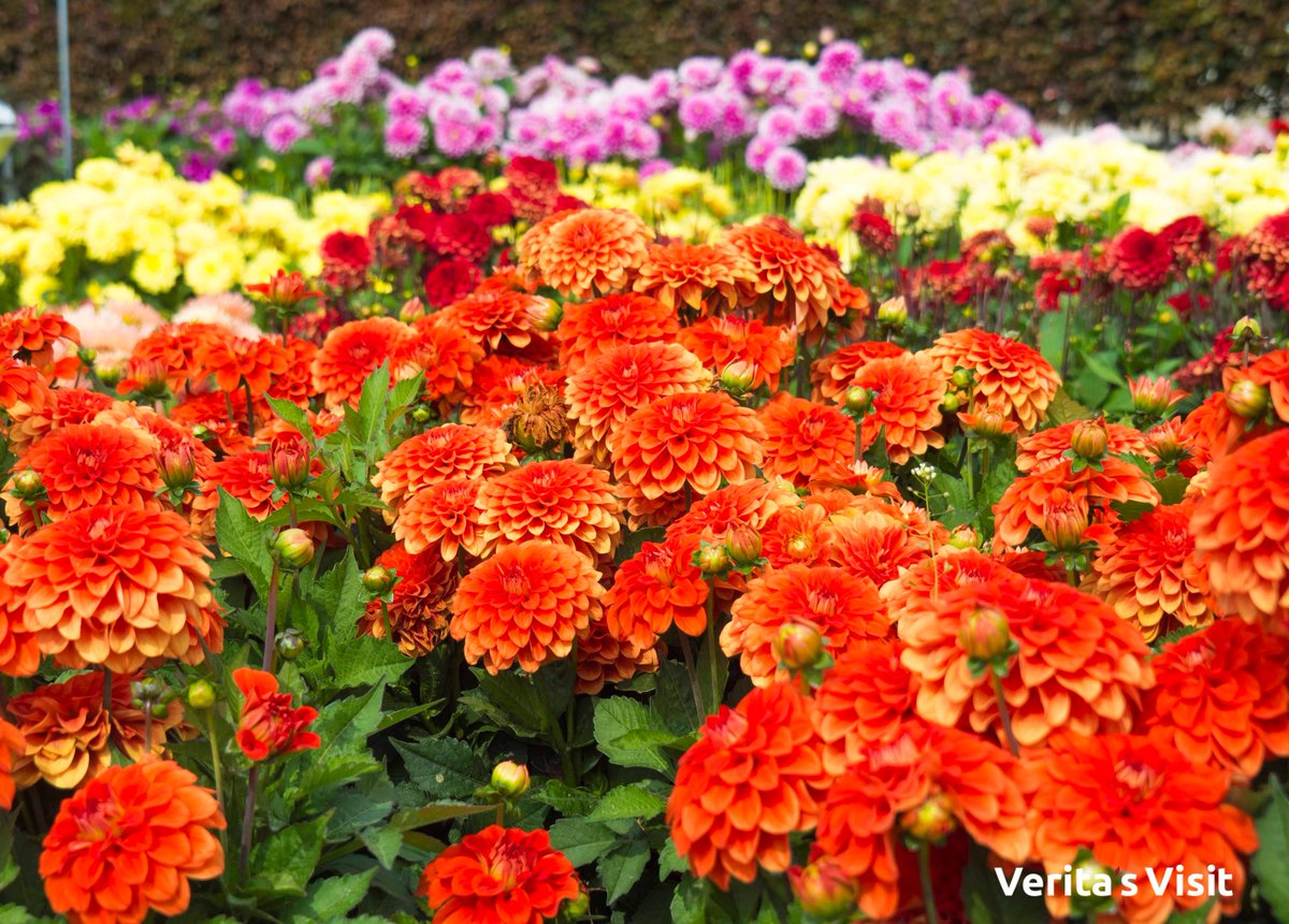 VeritasVisit_nl's tweet image. From @Holland_Dahlia in @bollenstreek &amp;amp; @Kleurrijklisse to bit.ly/2whjUwx 🚲explore #hollandbybike #howelse  🚲 #dahlias #flowers #travel #keukenhof