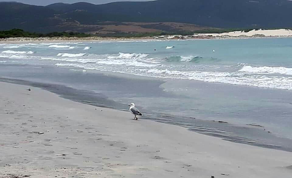 #Sardegna.
#PortoPino, ieri tt in fuga da questo bel mare per l'arrivo della pioggia, l'unico ad essere rimasto tranquillo e beato è stato il gabbiano.
Buona giornata a tt.