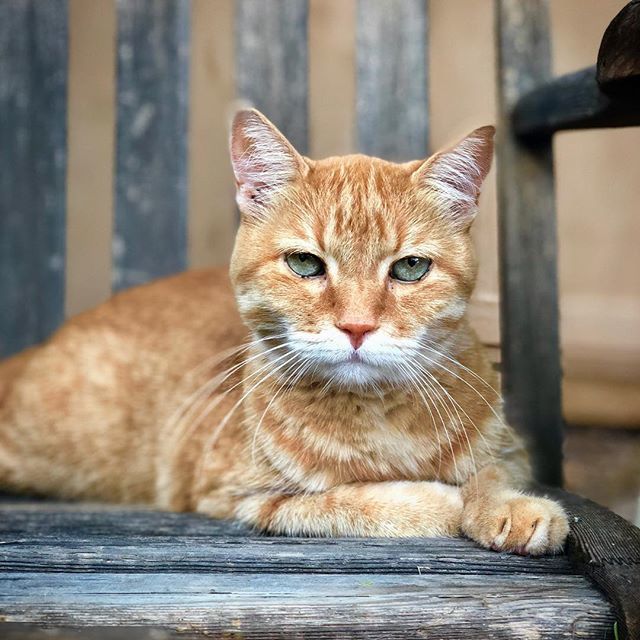 Mark Newhouse tweet media