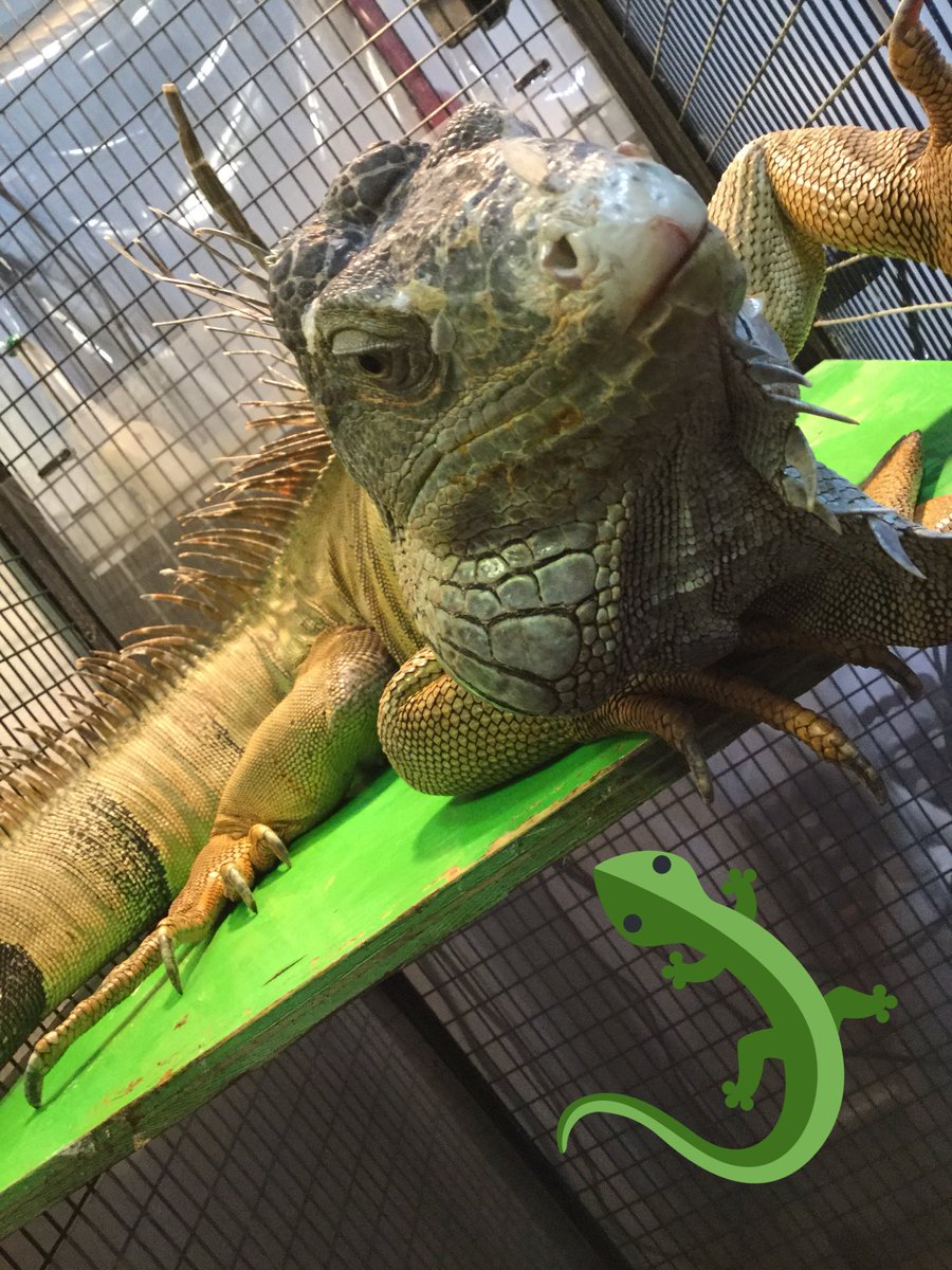 アニマルルームいけもふ Na Twitteru 羽以上のフクロウたちと ヘビやイグアナ リクガメなどの爬虫類 たくさんの動物とふれあえます 自由研究終わってない方にもおススメ 笑 いけもふ ふくろう 池袋 ふくろうカフェ Cute Owl Animal デートスポット