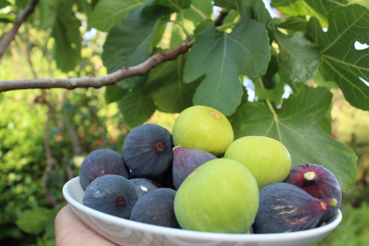 Foodfaye's tweet photo. It's fig season! We made fig ice cream using fresh Mission figs from our garden, half and half, and sugar. It was yummy. Next time we'll use heavy cream.
details: https://t.co/gW7cFzpKf9
#Figs #figtrees #Missionfigs #icecream #homemadeicecream #gardening #socalgardener https://t.co/UNMzuDseaH