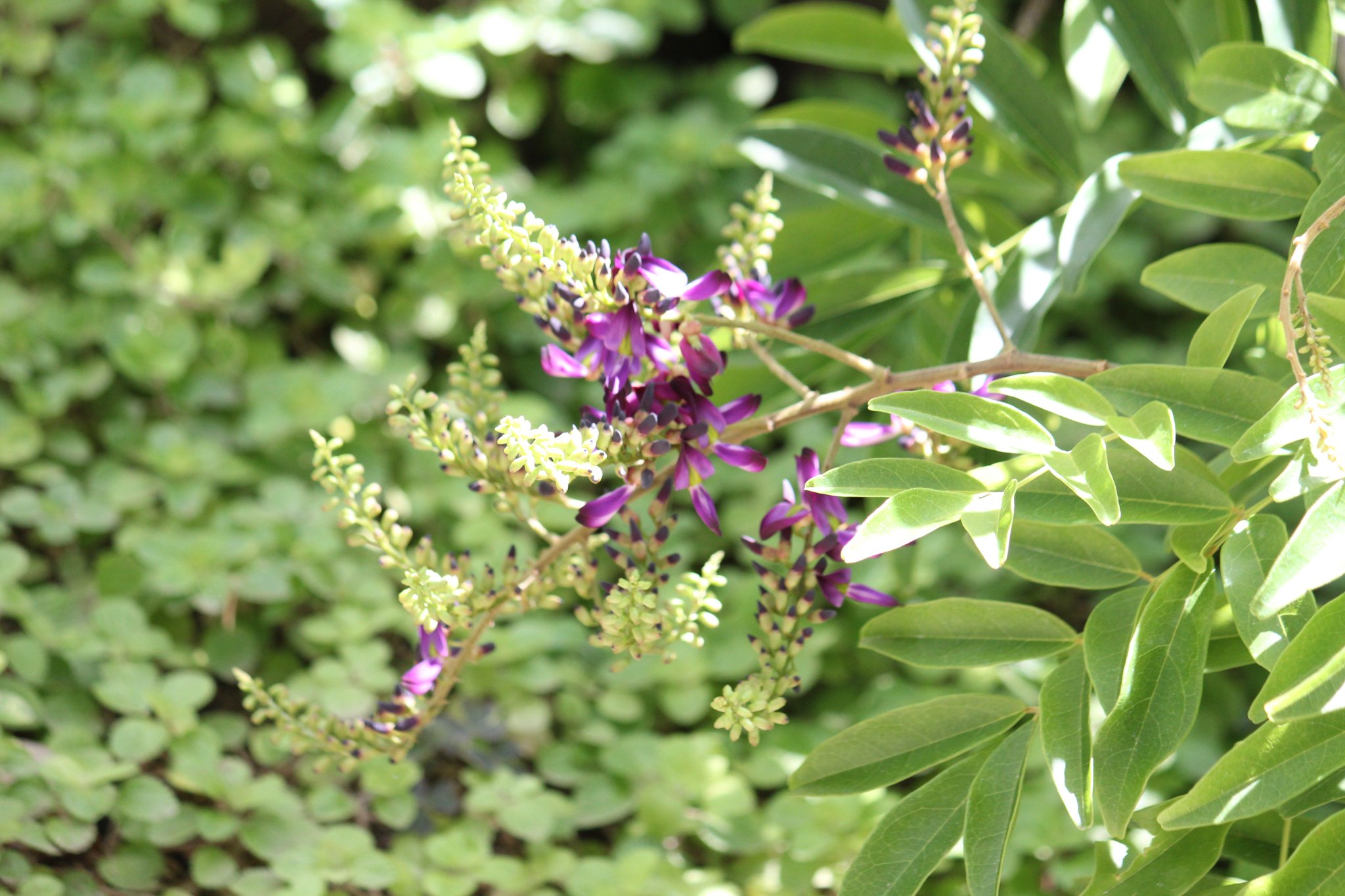 咲くやこの花館 Twitter இல உள ள ர こちらは 熱帯花木室で咲いている サッコウフジ です 花の色が濃い紫色から ムラサキナツフジ とも呼ばれています 暑さを スッ と取り除いてくれる感じがします 咲くやこの花館 ムラサキ フジ