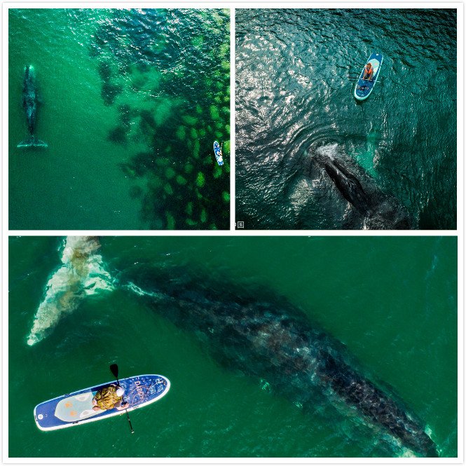 Aerial photo of a surfer’s close encounter with a bowhead whale goo.gl/fvaSzm