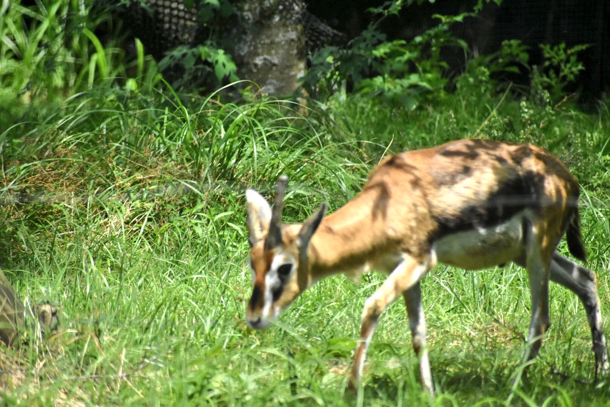 たはな もしかしたら次に来るときにはもう会えないかもしれないので 失敗した写真も含めて沢山載せときます 富士サファリパーク トムソンガゼル