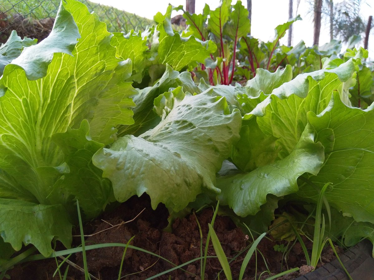 sile2okuhle's tweet image. #freshgardening#evergreen
#homelessproject