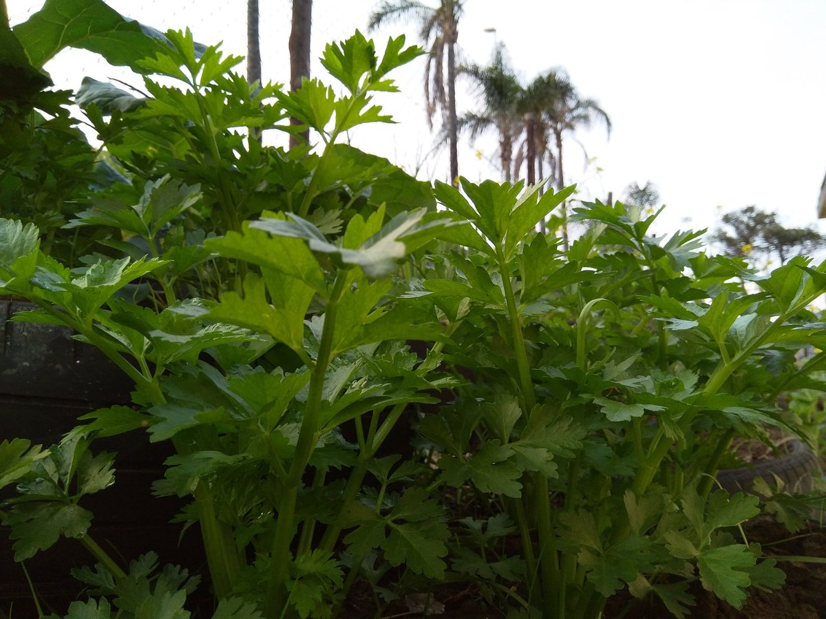 sile2okuhle's tweet image. #freshgardening#evergreen
#homelessproject