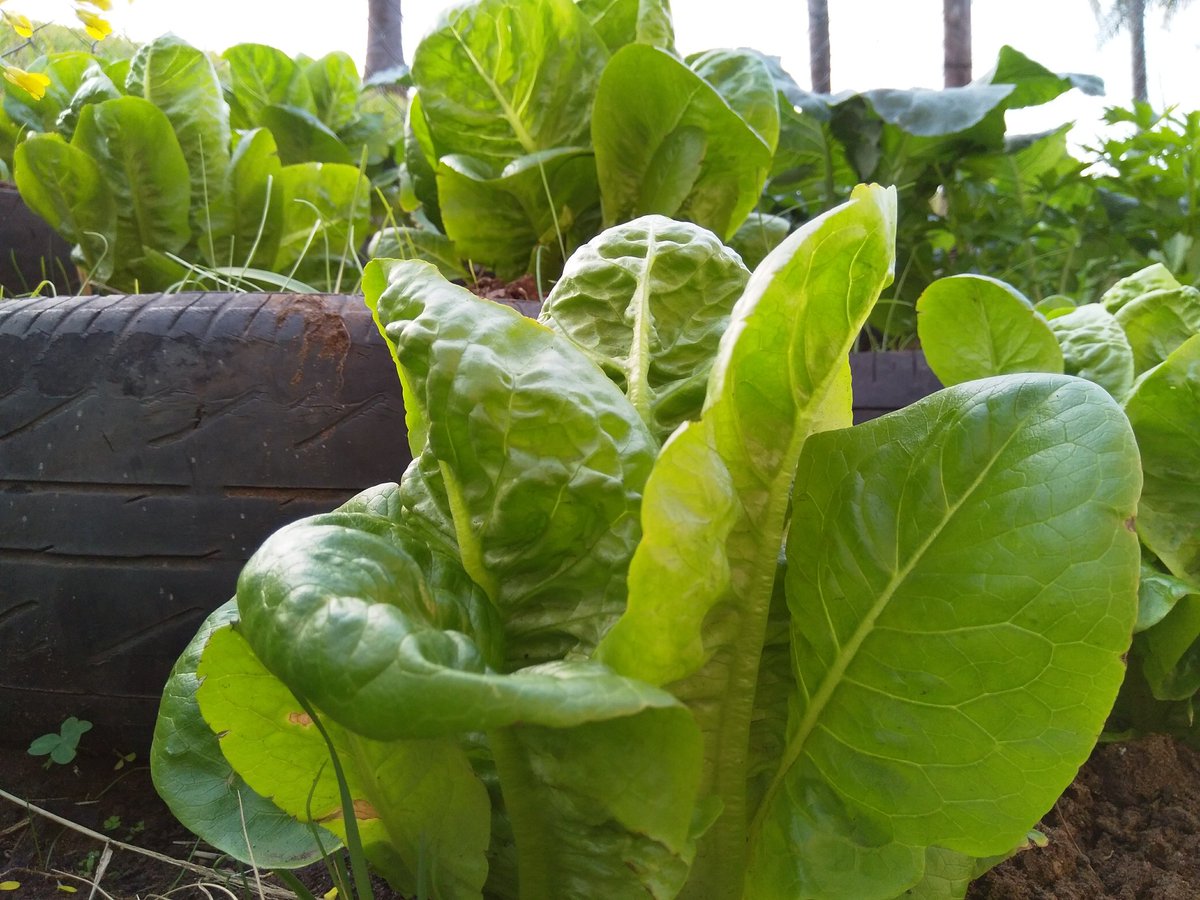 sile2okuhle's tweet image. #freshgardening#evergreen
#homelessproject