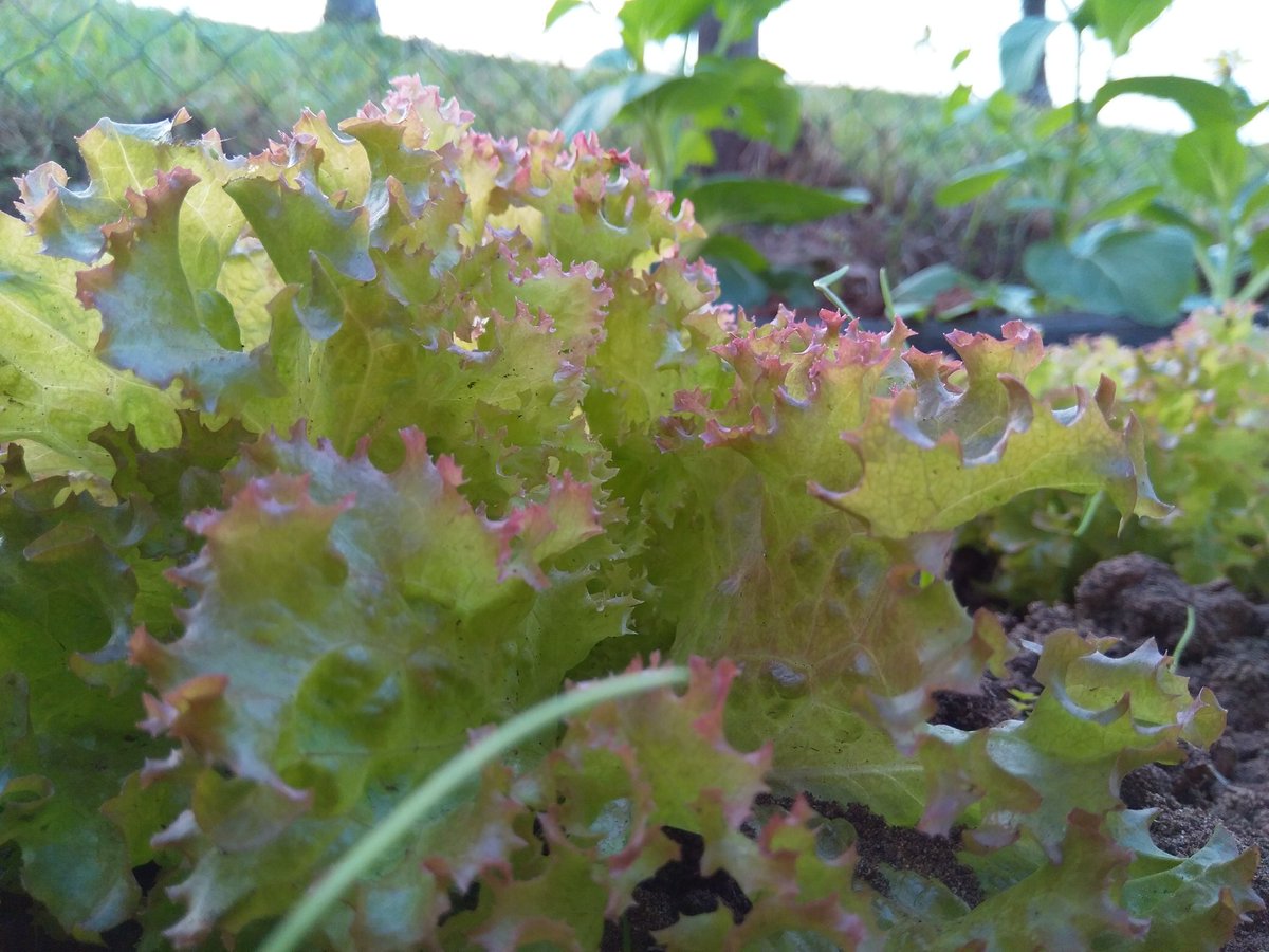 sile2okuhle's tweet image. #freshgardening#evergreen
#homelessproject