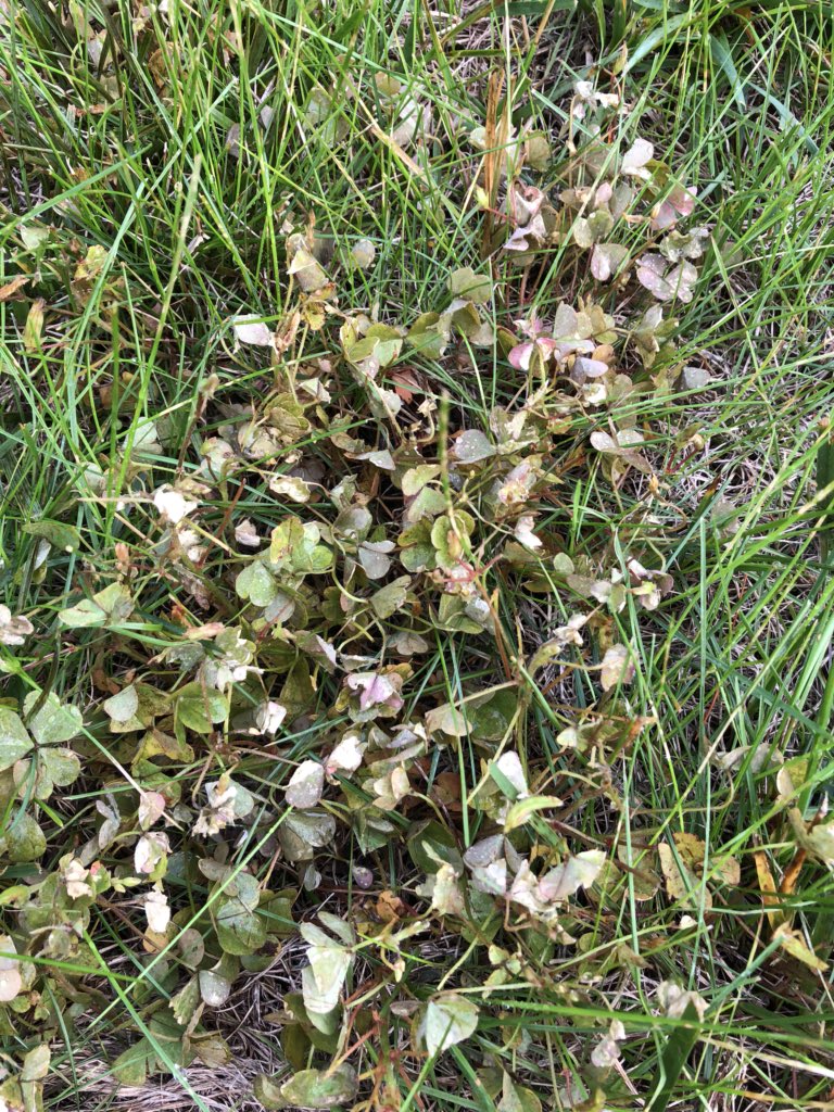 SurePower testing in NJ, 4 days after treatment. Providing rapid response on Violets, Oxalis, and Clover. Applied with Birchmeyer using XR 8004 w/o NIS.
Note untreated strip in middle of violet patch.