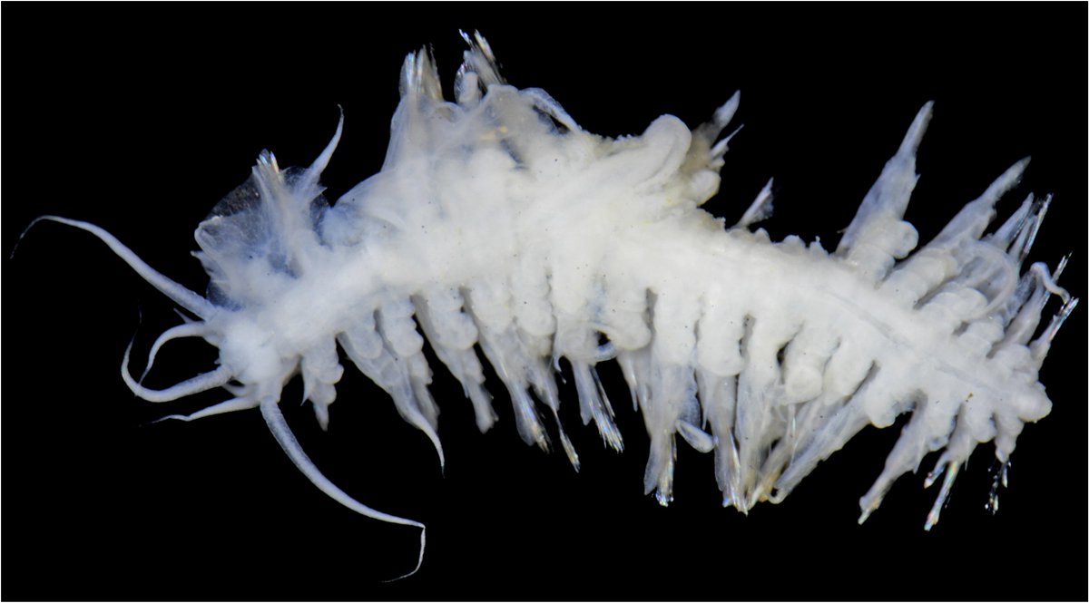 bonifs's tweet photo. Arya acus gen. nov., sp. nov. Bonifácio & Menot (accepted)
#polynoidsarecoming #ccfz #newspecies #pacificOcean #ifremer #acceptedpaper #waiting #WormWednesday #ZoologicalJournaloftheLinneanSociety https://t.co/fJjv4mbj4T