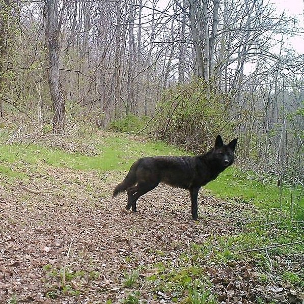 I'm digging through some old pics since I haven't been able to check cameras for 3 weeks now
#trailcamology