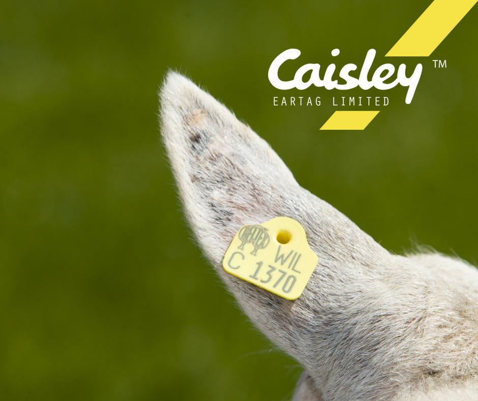 CaisleyTags's tweet photo. Caisley are proud to supply the @beltexsheep society with our bespoke long term breeding tags https://t.co/eu9mG5xHEU
#CustomisedTags #LivestockTags #CaisleyTags #Sheep365 #BeltexSheep #BreedingTags #FlexoPlus #TagOnceWithCaisley https://t.co/y4ImgK9yNc
