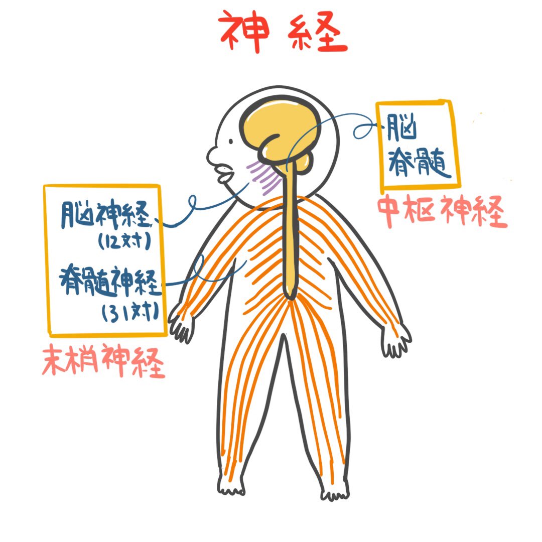 O Xrhsths ゴロ 解剖生理イラスト Sto Twitter イラストで分かる 中枢神経と末梢神経 神経系のはじめの一歩 けども 試験中 焦ってしまい 脳神経を中枢神経と間違える人多し