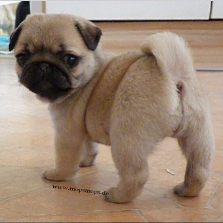 You lookin’ at me??..........WOOF!!💕
#pugdashians