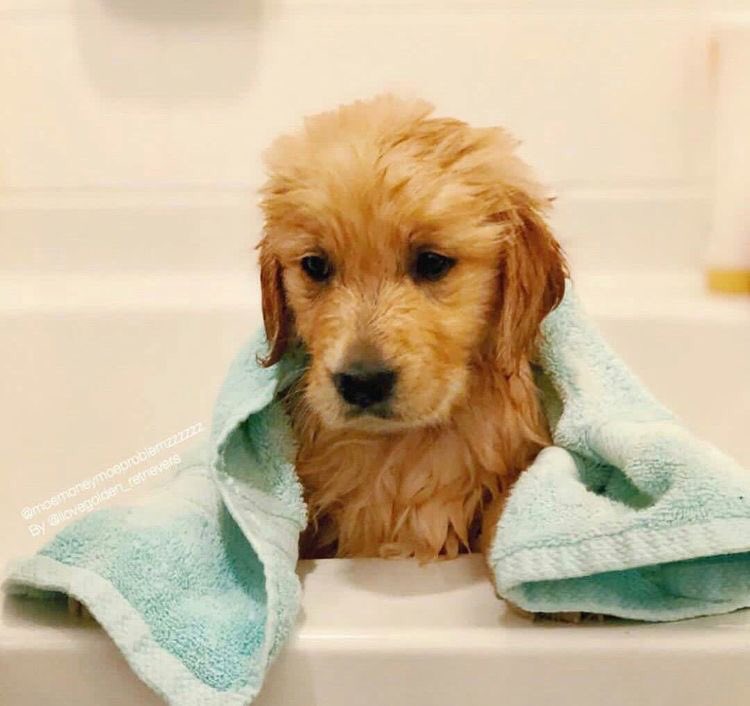 high_paw's tweet photo. Guess what? It’s Wednesday! Do you know what that means at High Paw? It’s half priced dog wash day! Just bring your dirty pup In, we will supply the shampoo, conditioner, towels, brushes and towels! You just have to wash them for half the price of a normal dog wash! https://t.co/cvIUR4kEQq