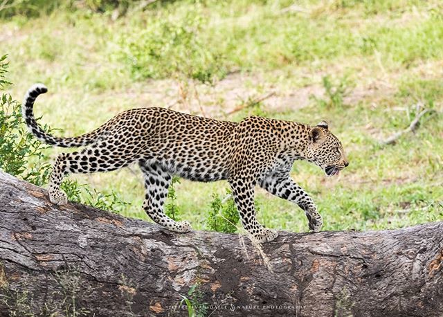 The Sabi sands area is in my opinion one of the best spots in South Africa to see leopard. If you stay there for three nights, it will be hard to miss them 😊

#starlingtours #starlingreizen #catoftheday #cats #catlovers #catsofinstagram #animals #ani… ift.tt/2OTvLsu