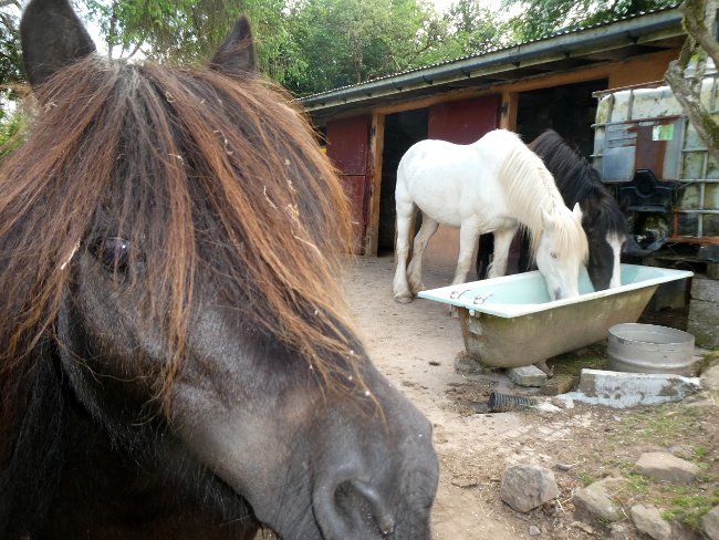 Book you and your family a weekend break before school starts again!

We have availability for this coming weekend and we will be running our many activities at the farm.

Come meet the animals!

ecostayireland.com/eco-holidays-i…

info@ecostayireland.com