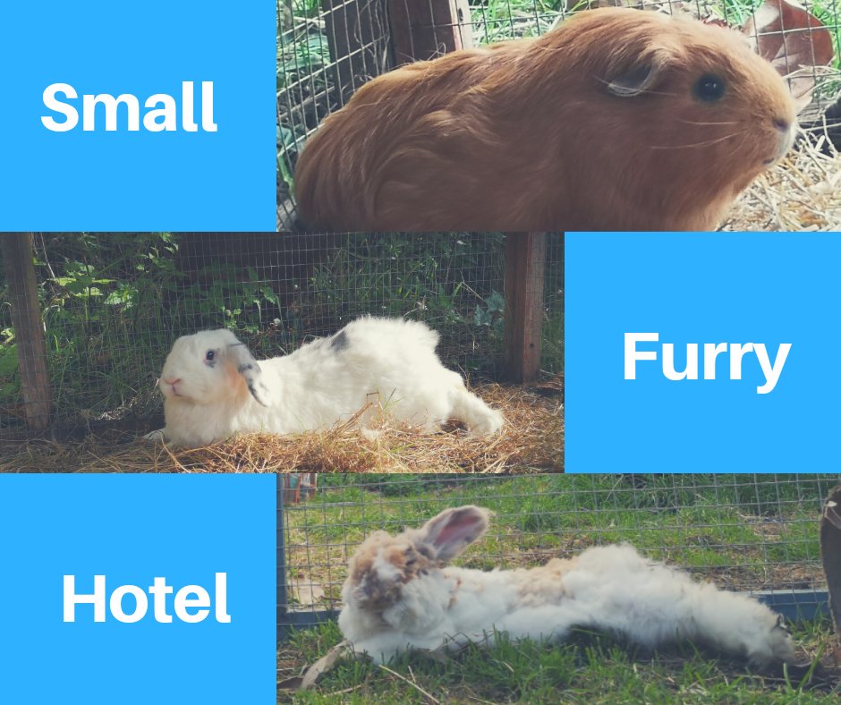 Fabulous Furry holidays in the New Forest #DorsetTeam