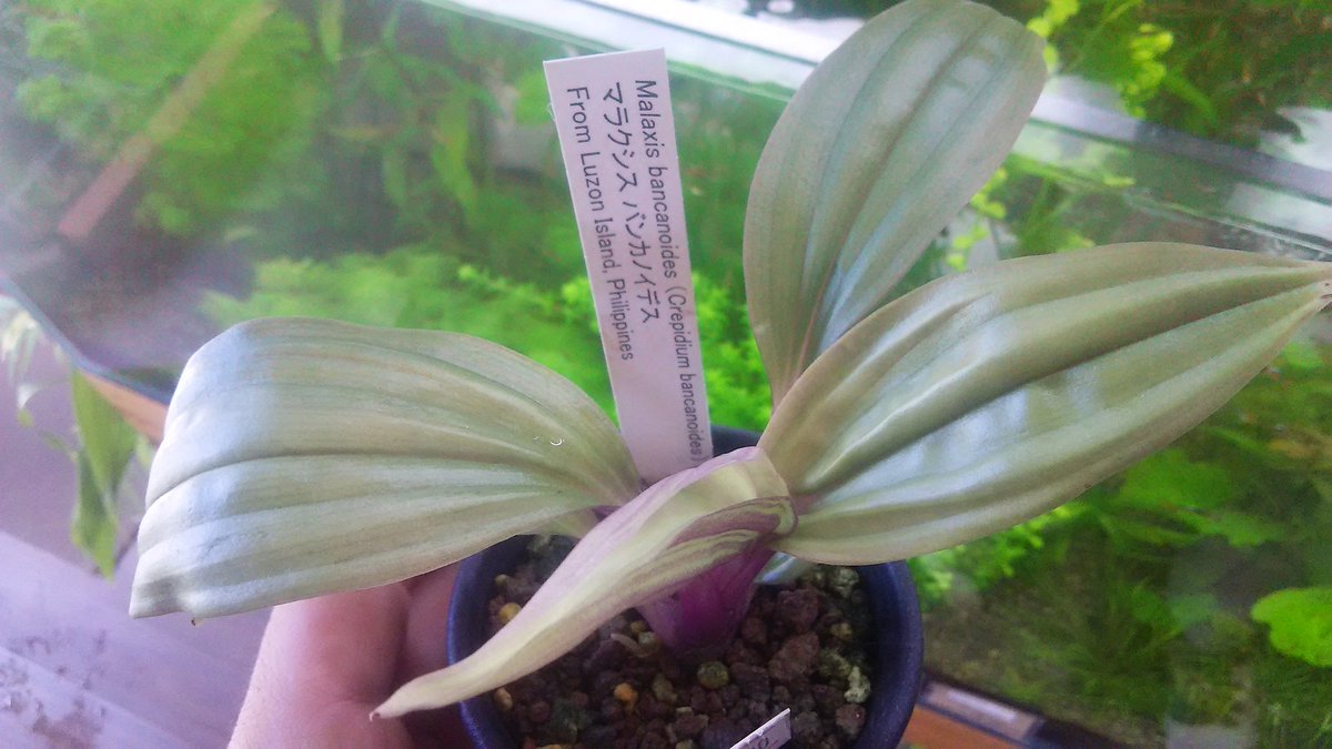kandahayato's tweet photo. 【持ってる人が少ない植物特集】※店主の感覚で選出

Malaxis bancanoides 3880円

#Malaxis #bancanoides #Crepidium # # # https://t.co/rxMoC5hzeX