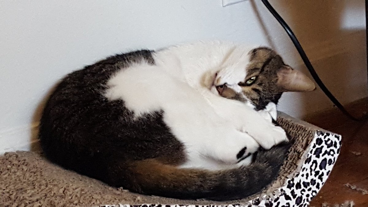 forestcryptocat's tweet photo. I'm watching you dad @ricecrypto! I'm keeping my eye on you!!! https://t.co/JhWFSdZcxO