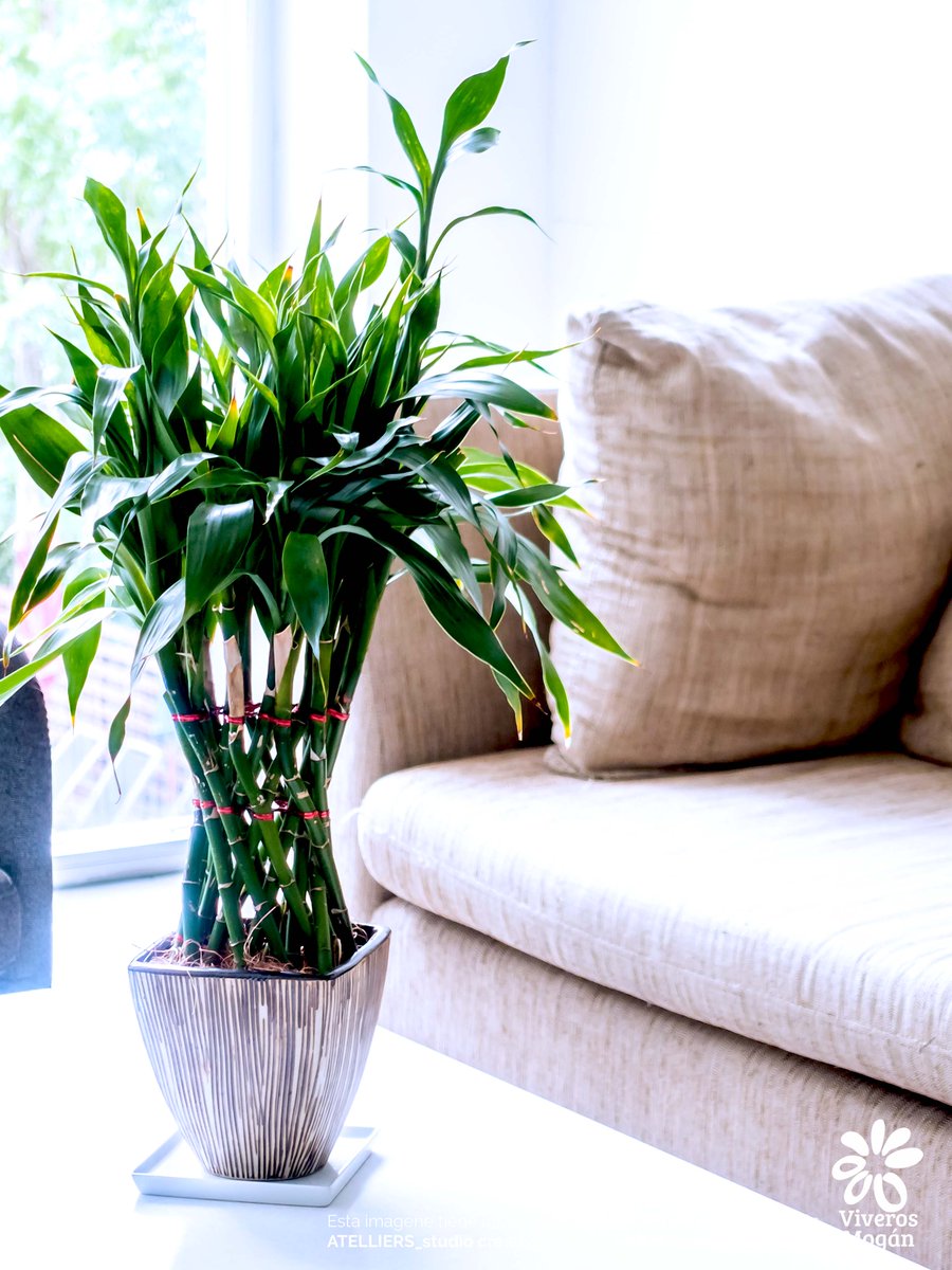 Espacios que cobran  VIDA con el VERDE de nuestras PLANTAS¡¡ #decoracion #decoraciones #decoracionconplantas #plantas #plantasgrancanaria #viverosmogan #inspiracion #inspiraciones #inspiracionconplantas #viveros #viverosgrancanaria #viverograncanaria #gardencentergrancanaria