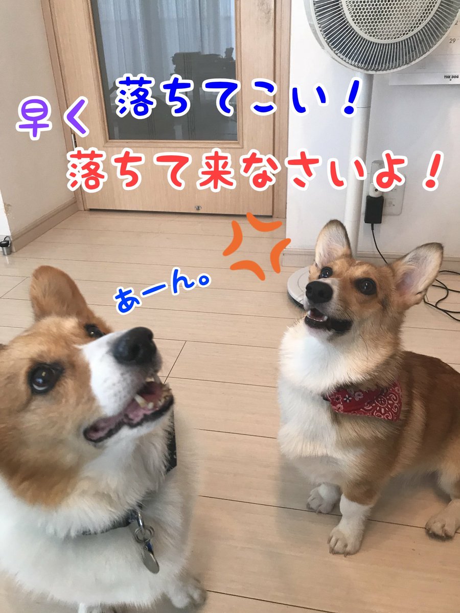 gaoya_gaoya's tweet photo. @hanzo0912 この差✨ https://t.co/pZrIlKhriB
