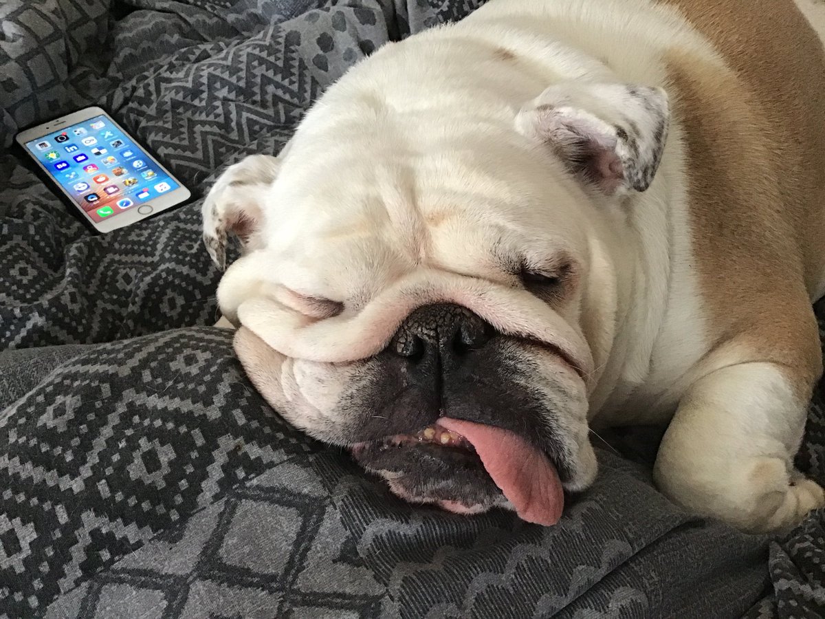 collectibulldog's tweet photo. That’s @EarthDesires below a great page to #find #authors #books and #Bookinformation https://t.co/CEcHlExvie
