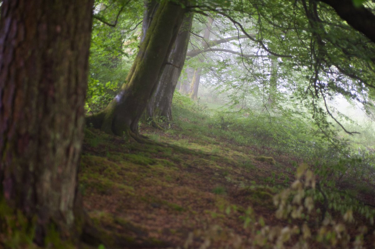the_blaen's tweet photo. Blaen Bran Woodland https://t.co/nNd1iNI3Ai