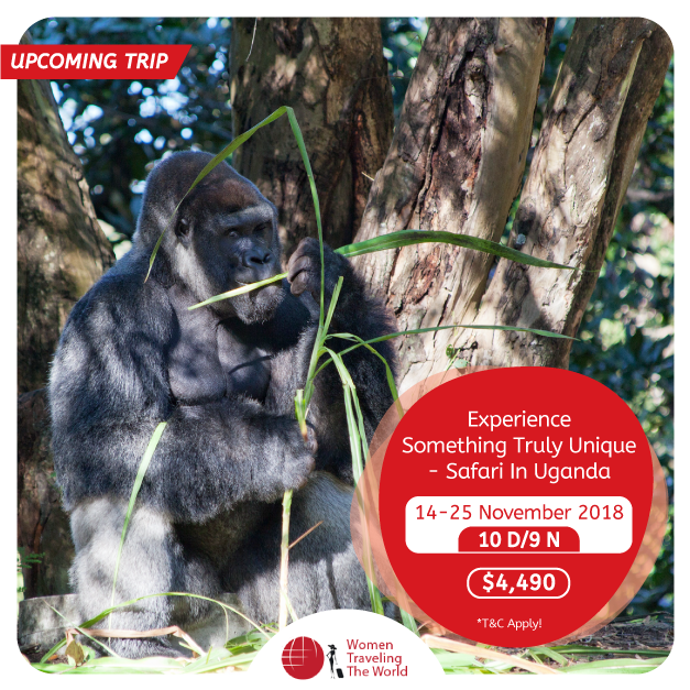 womentraveltour's tweet image. Make your dream of Gorilla trekking in Uganda true! @WomenTravelingTheWorld
Book your tickets today! buff.ly/2MHUnag
#GroupTravelers #WomenTrips #Travellers #Solotrips