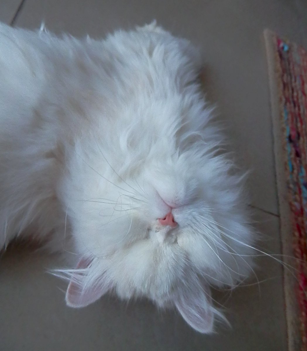 Moet The Blind Cat On Twitter You Look So Floofy And Majestic
