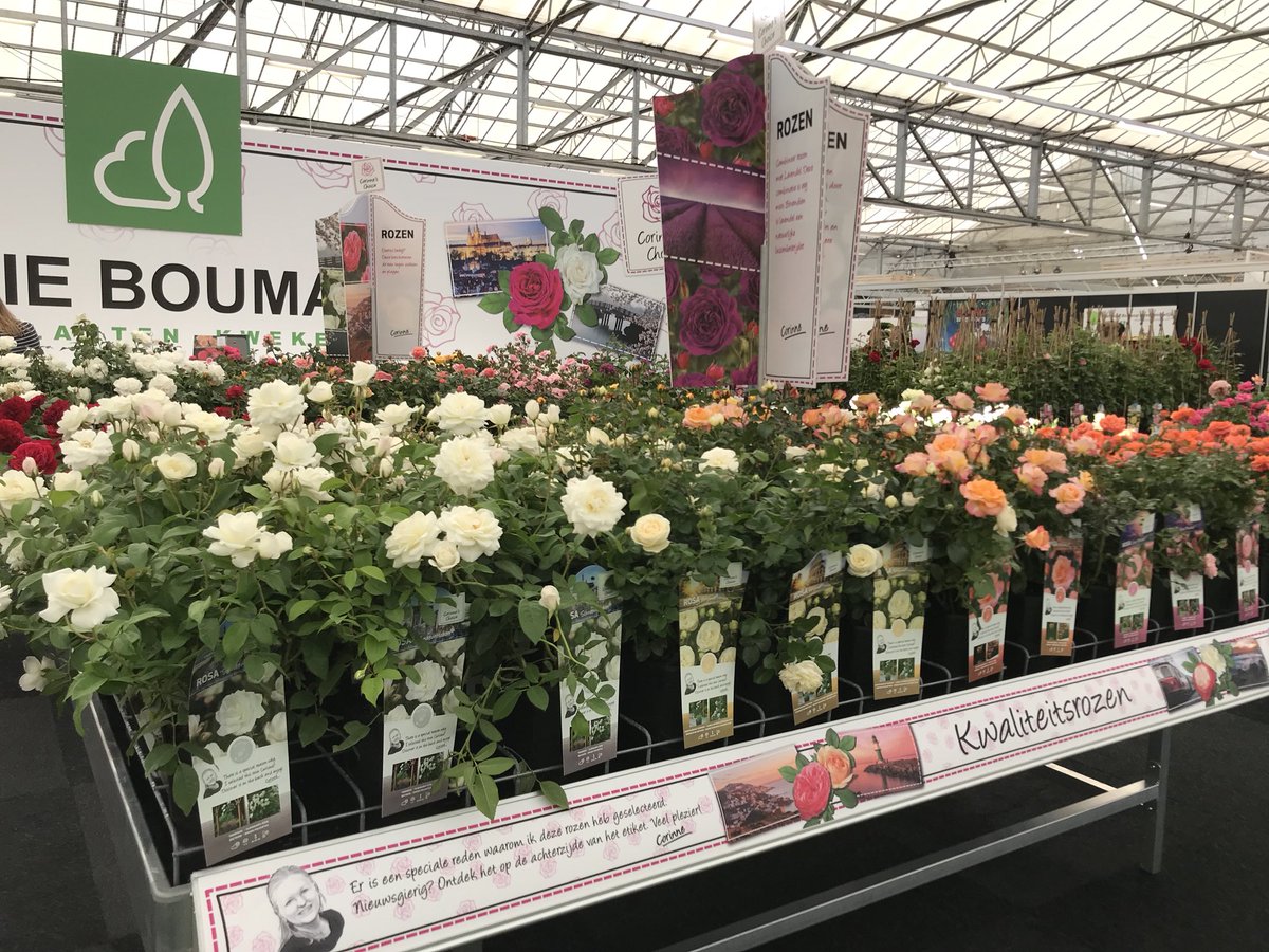 OutdoorRoses's tweet photo. Bezoek ons de komende dagen op #plantarium stand nr: 213 om ons nieuwe rozen concept te bekijken: Corinne’s Choice. #beurs #roses https://t.co/1v3LaUuVEX