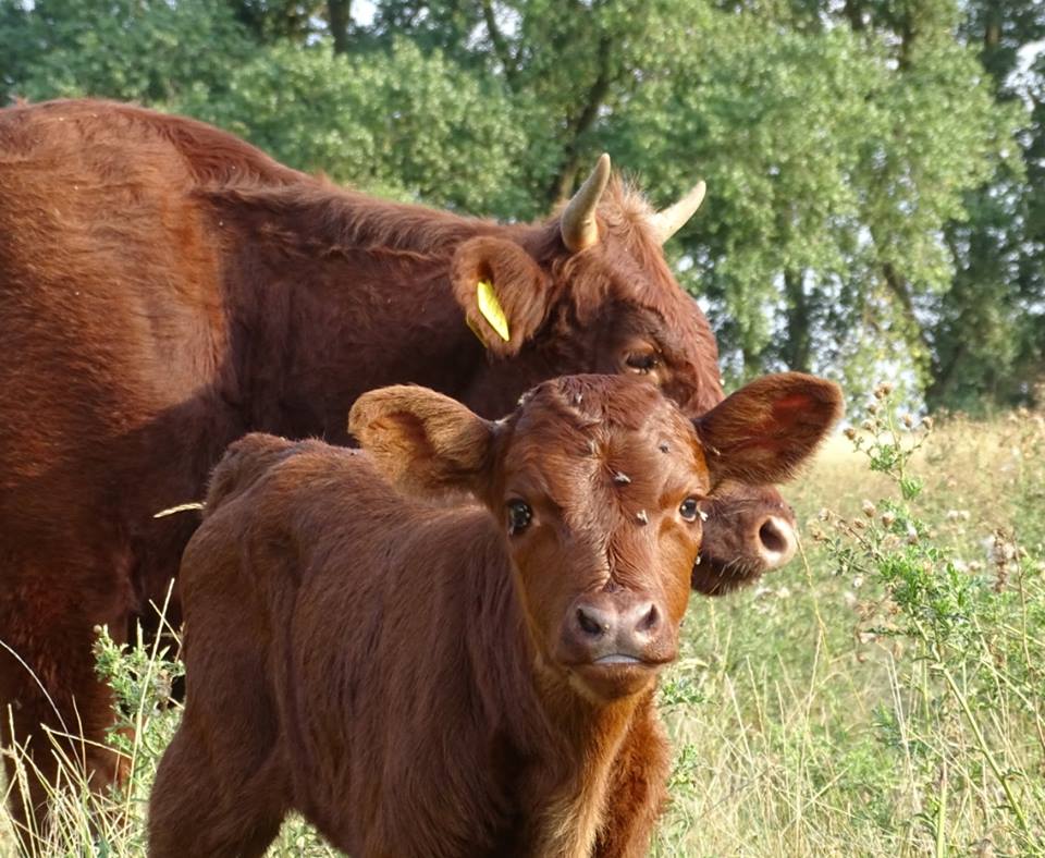 KanaalparkR's tweet photo. 16 augustus hebben we #gezinsuitbreiding gehad. Dit prachtige #kalfje is bij de #RodeGeuzen kudde van de #Koornwaard geboren. 
We verzoeken bezoekers zeker 25 meter afstand te houden. Moeder beschermt haar dochter goed. #kanaalpark #kanaalparkrosmalen https://t.co/OlUHv2t4fN