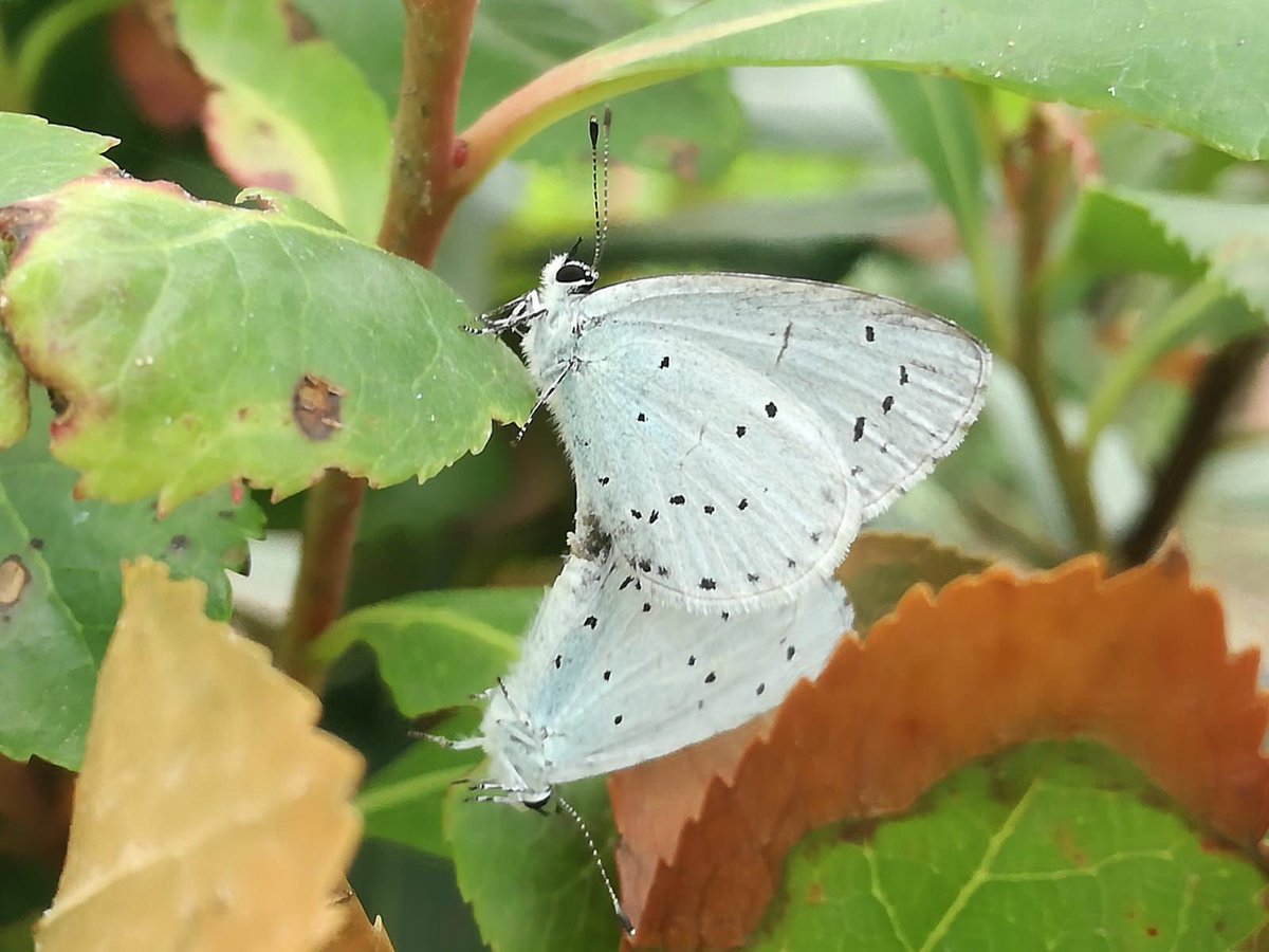 Parende boomblauwtjes in onze nieuw aangelegde Europese buiten vlindertuin met 5 biotopen.  Ze gedijen heel goed, tweede generatie vliegt nu. #vlinders #nu #zomer #Gelderland #Veluwe #natuur