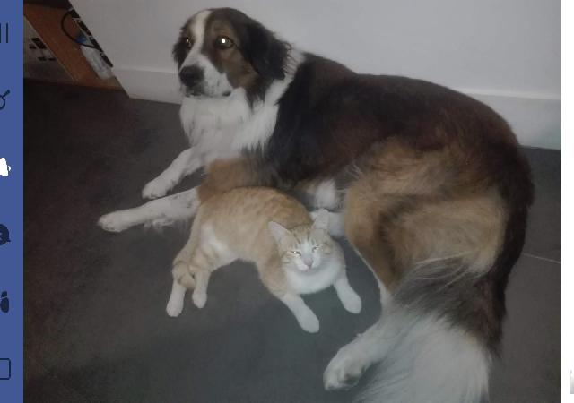 Alerte Animaux Perdu Auf Twitter Perdu Chien Beige Blanc Noir Nomme Panda A Aubagne 13 Bouvier Bernois Https T Co Jkrfwf0d6d