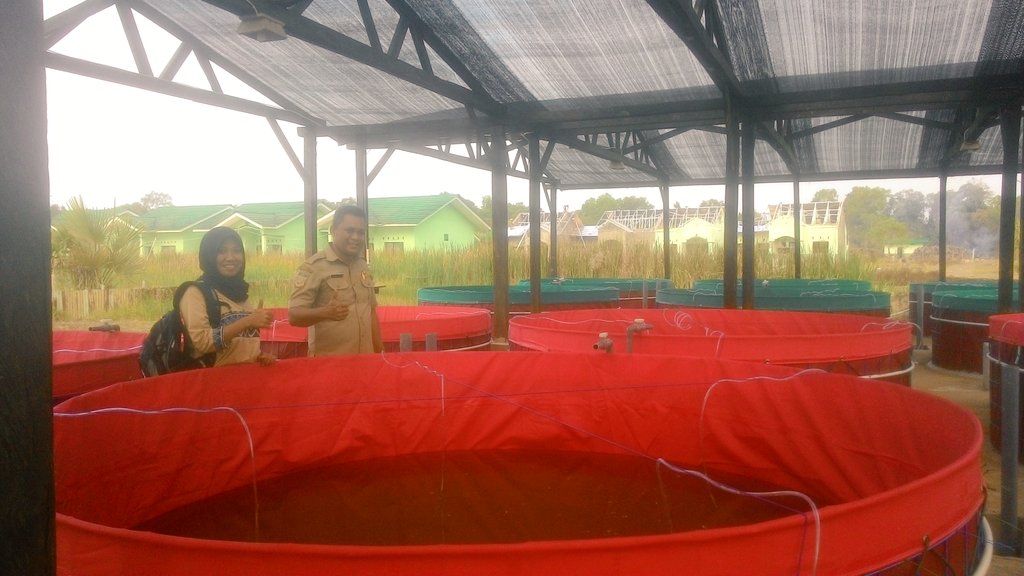 ParamuditaJulia's tweet photo. Pendampingan persiapan media Lele sistem biofok distrik semangga #PPB @merauke @fisheris_ @BudidayaKKP @puslatluhkp https://t.co/bGEHTxrTkj