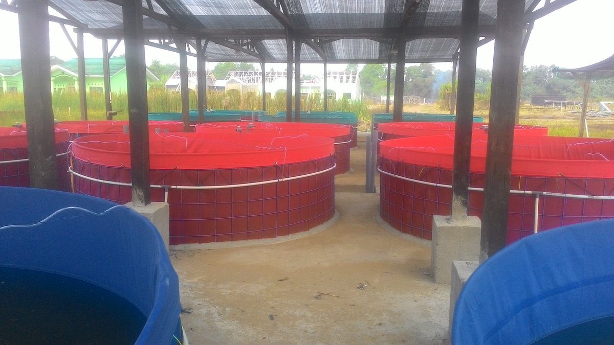 ParamuditaJulia's tweet photo. Pendampingan persiapan media Lele sistem biofok distrik semangga #PPB @merauke @fisheris_ @BudidayaKKP @puslatluhkp https://t.co/bGEHTxrTkj