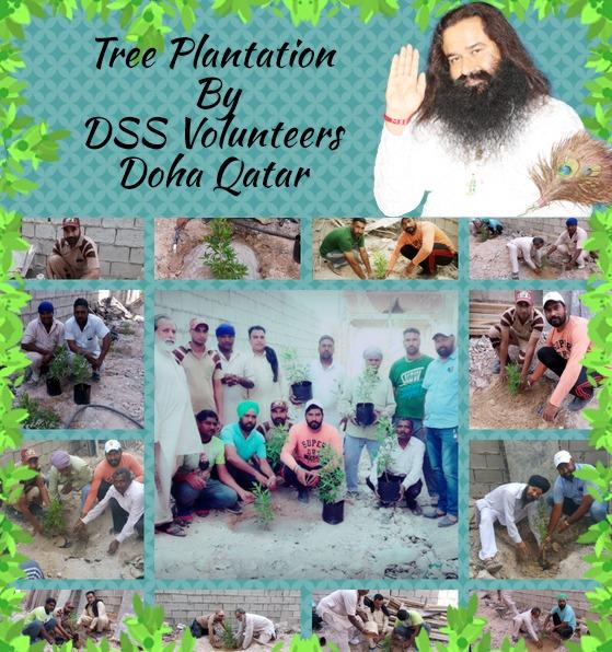 insanshobha's tweet photo. When it's Birth Month of True Master,Tree Plantation is inevitable in every corner of the Planet. Doha, Qatar @derasachasauda volunteers too pitched in for a Tree Plantation Campaign, as part of birth month Celebrations of Rev. Guru JI Saint Dr. @Gurmeetramrahim Singh Ji Insan. https://t.co/nJKKW7GDTK