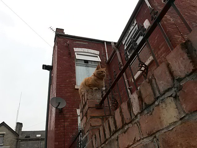 dedaderbytech's tweet photo. Ref the tweet of 10th and the bin sign. I think this is the cat!!!!! #aggressivecat https://t.co/GCwyu4rJDC