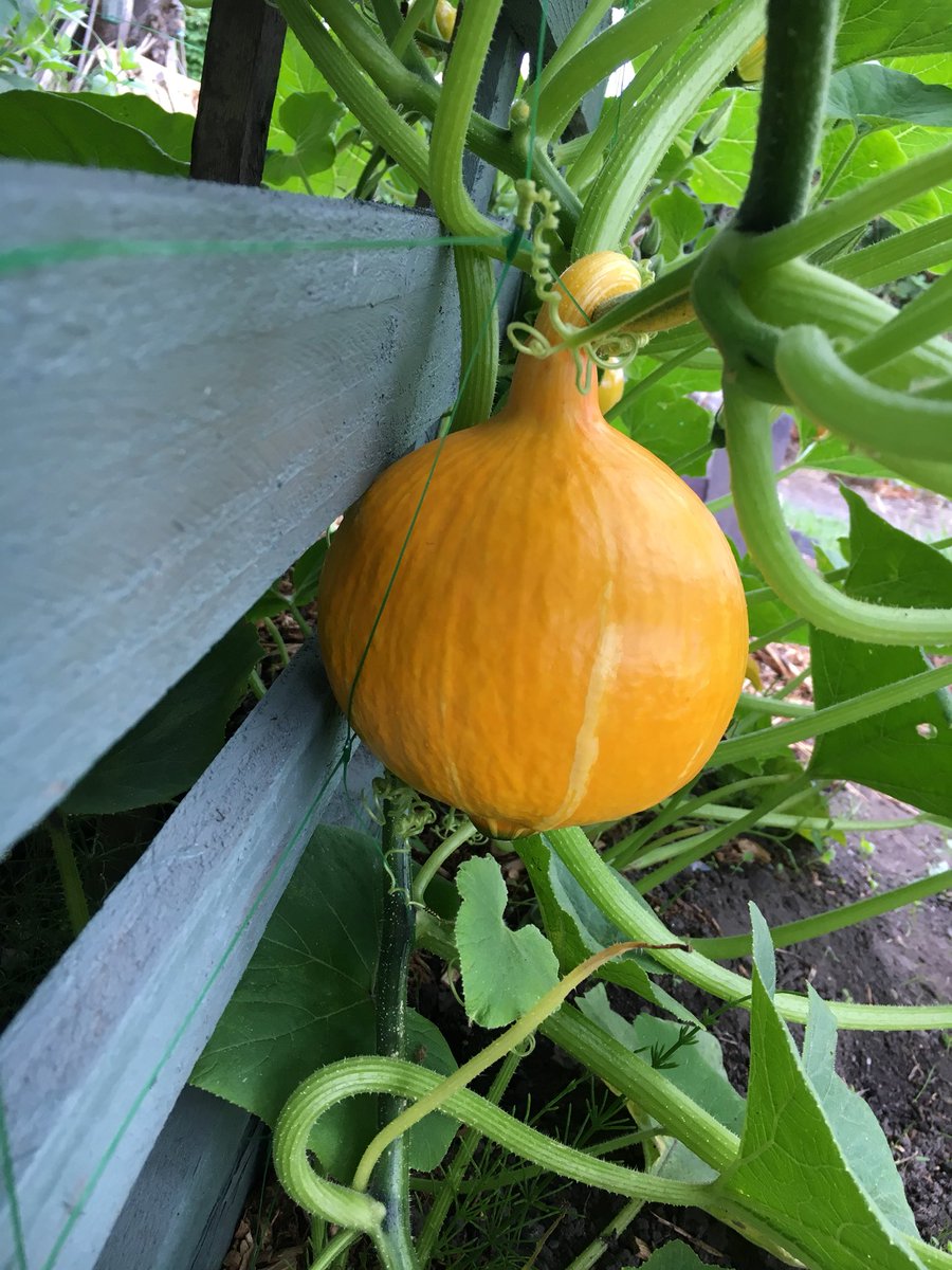 SelinaBamforth's tweet photo. Amazed by the vigour of our #kurisquash on #Springfieldallotments in #Birmingham. All that growth over a 5 week period! Can’t wait for the harvest. #growyourown https://t.co/zBeEIuOUIu
