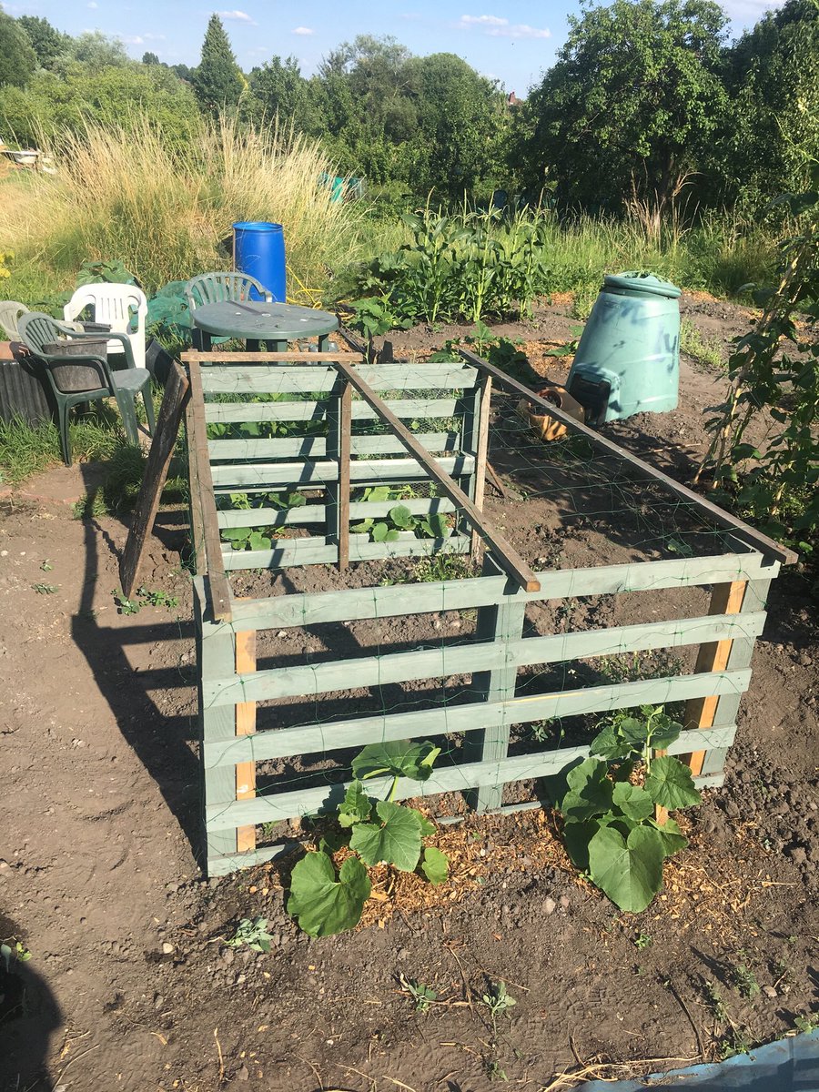 SelinaBamforth's tweet photo. Amazed by the vigour of our #kurisquash on #Springfieldallotments in #Birmingham. All that growth over a 5 week period! Can’t wait for the harvest. #growyourown https://t.co/zBeEIuOUIu