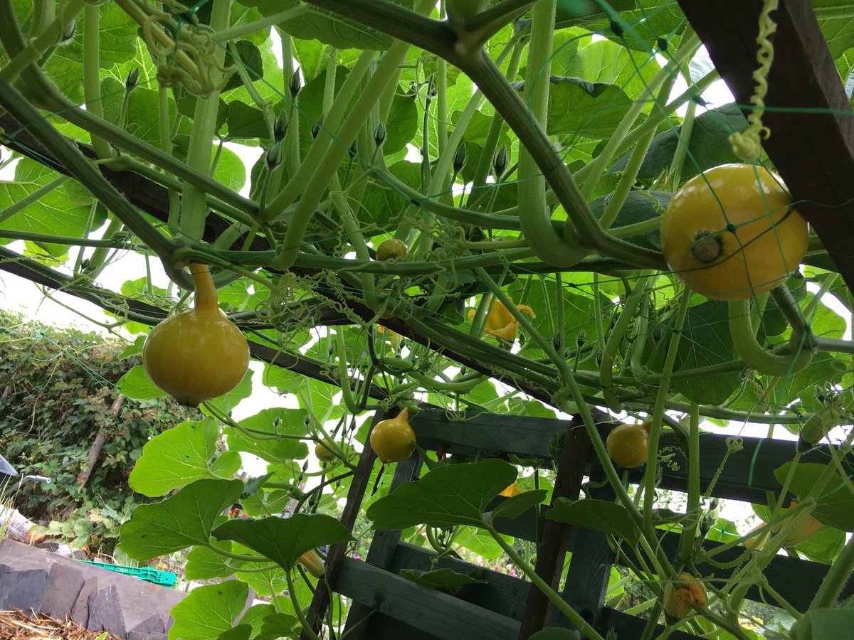 SelinaBamforth's tweet photo. Amazed by the vigour of our #kurisquash on #Springfieldallotments in #Birmingham. All that growth over a 5 week period! Can’t wait for the harvest. #growyourown https://t.co/zBeEIuOUIu