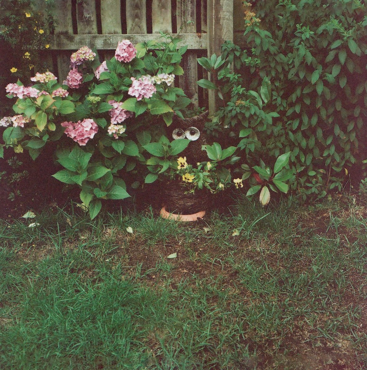 falcos2012's tweet photo. @PortraParty @KodakProFilmBiz Amazing3 Jingu w/160vc(12/2006)👍🏼Flowers &amp; Owl in parents garden hence #Home #PortraParty #believeinfilm #shootfilmbenice #madgemas https://t.co/iQGJ3oil6t