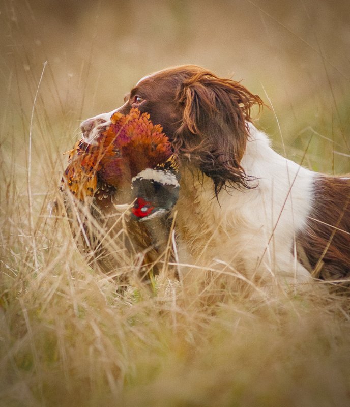 MattLimbImages's tweet photo. I lost this little girl three years ago today and still miss her, together we either stood on a peg, went picking up or beating on over 25 shoots and she retrieved almost every species except geese. RIP Poppy you faithful friend, still missed by us all
#TeamGundog #Shooting https://t.co/GyRCQL7AHC