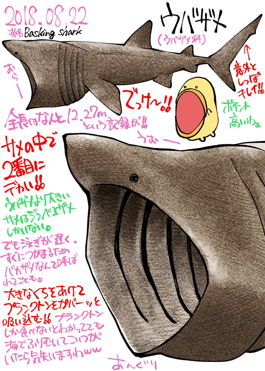 サメ図鑑 18 ウバザメ 肌の質感が上手く行きました！ 人間が乱獲した事