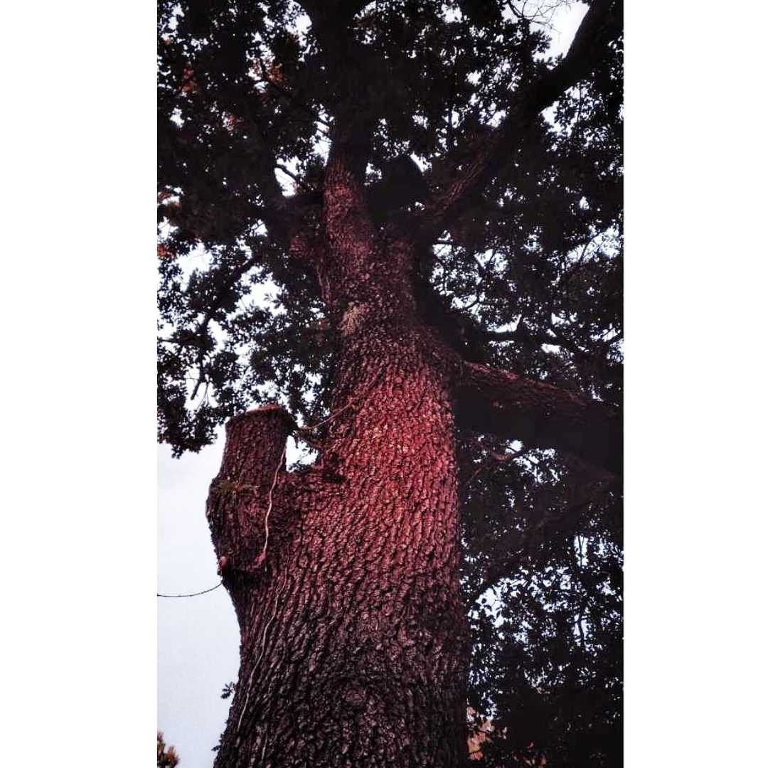 Claire_bouet's tweet photo. Trees & light 🌿🌳
.
#nature #photography #photooftheweek #tree #light #sun #quiet #hygge #thinking #dreaming #infp #INFP #mbti #visionnary #france #SouthofFrance #rognes #aix #photographers
#outdoors #explorer
.
📷 : @Claire_bouet https://t.co/CiWN6miBwc