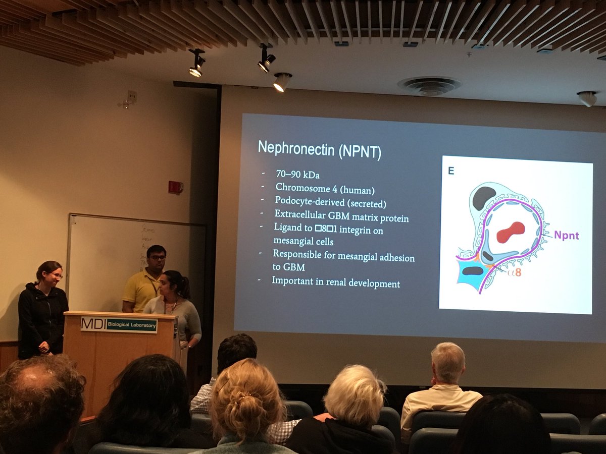 LTummalapalli's tweet photo. Renal fellows coming together from Yale, Stanford, and BWH/MGH nephrology advised by BIDMC nephrologist experts to present their findings of nephronectin on glomerular pathology. @saruvirmani #originsofrenalphysiology #MDIBL #collaboration https://t.co/86NPjMmjvB