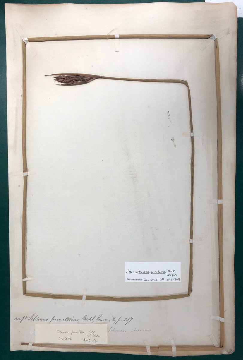 An imaginative bit of #plantmounting: from the 1790s; we don't we do it like this any more.