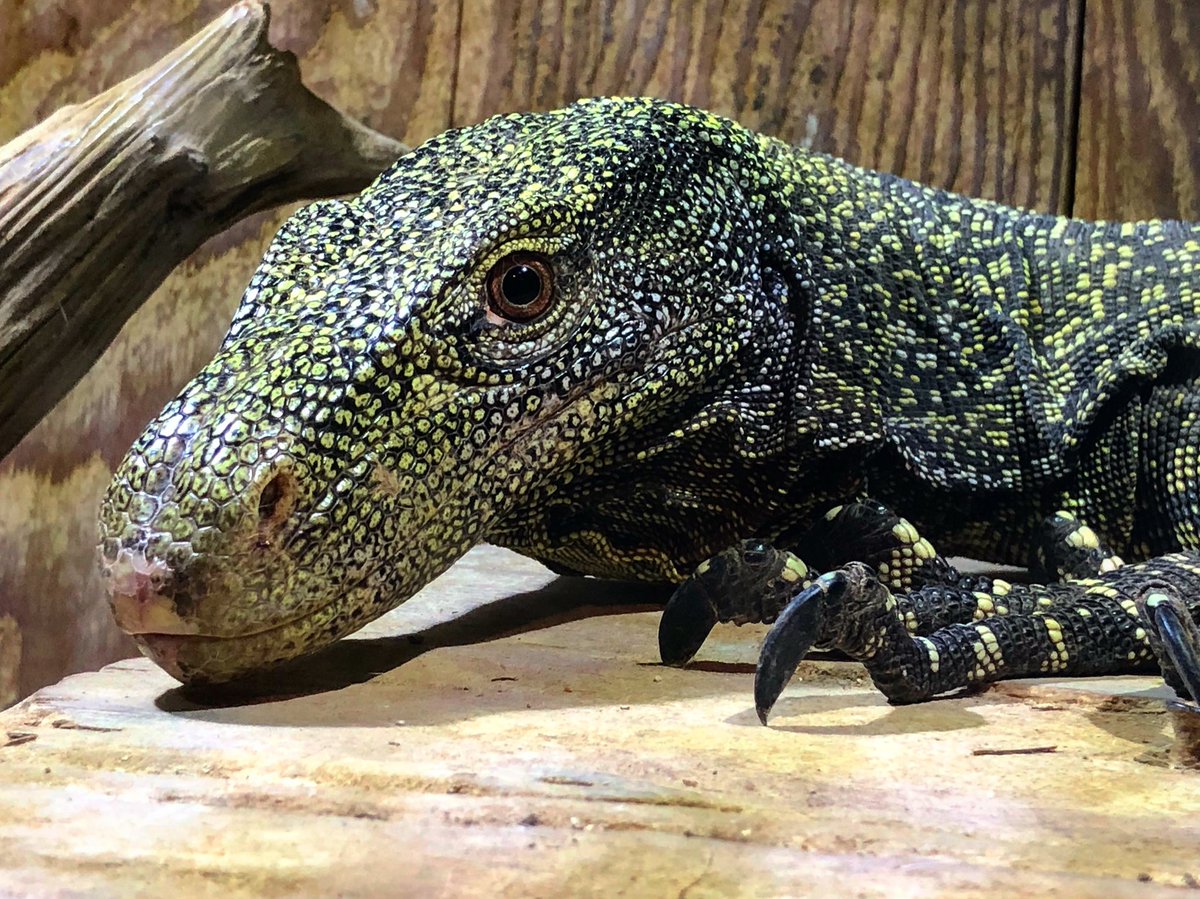 爬虫類ショップ マスターオブドラゴン Twitterren 一番好きな角度でパシャリ やはりハナブトはカッコイイ 当店許可番号 ハナブトオオトカゲ 横浜市健動指令第3号 爬虫類ショップ マスターオブドラゴン Twitterren 一番好きな角度でパシャリ やはりハナブトはカッコイイ 当店許可番号 ハナブトオオトカゲ 横浜市健動指令第3号